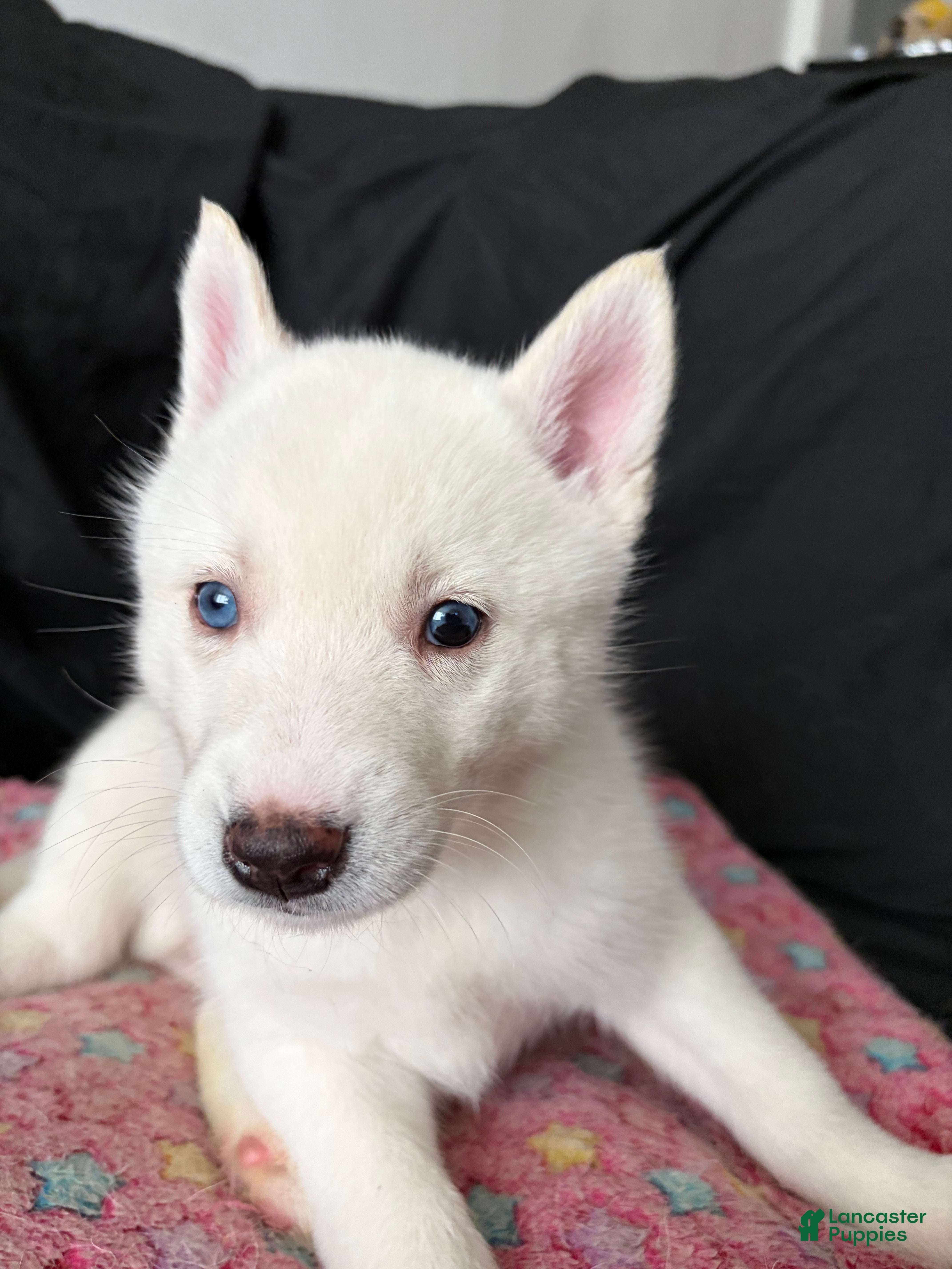 Pomsky dogs Snow - Ad 2