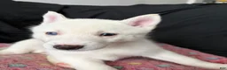 Pomsky dogs for sale: Snow - Ad 2