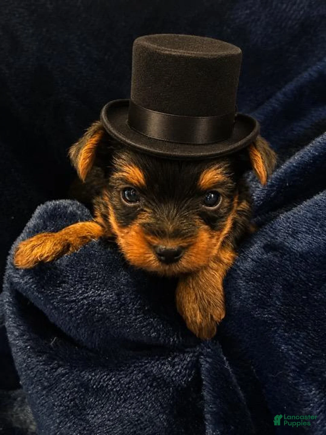 Yorkshire Terrier dogs for sale: Yorkshire Terrier 2 Sparky - Ad 1