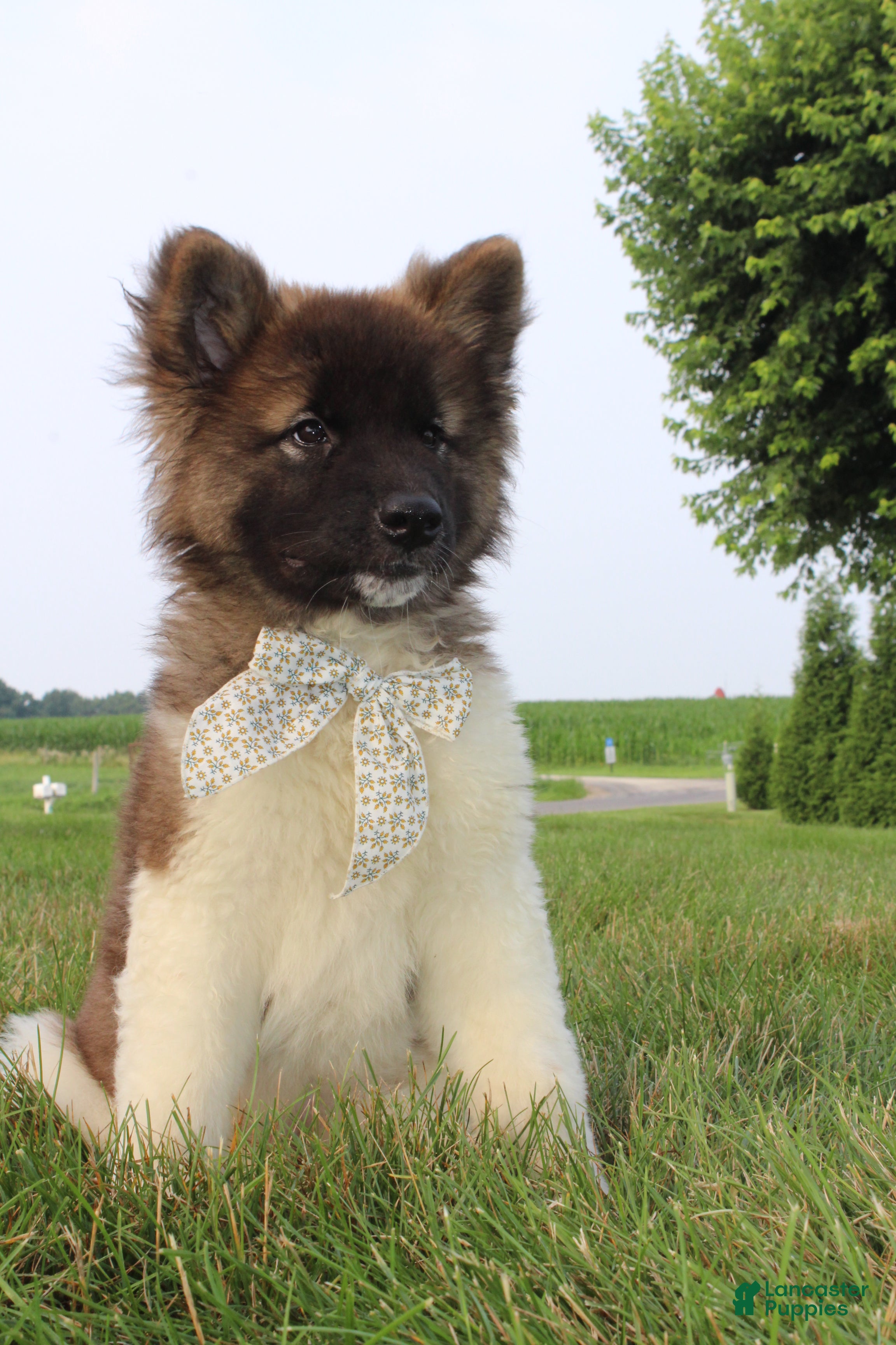 Akita dogs AKC Riley - Ad 1