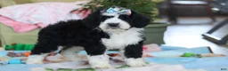 Bernedoodle dogs for sale: Nova - Ad 4
