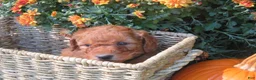 Mini Goldendoodle dogs for sale: Mocha - Ad 4