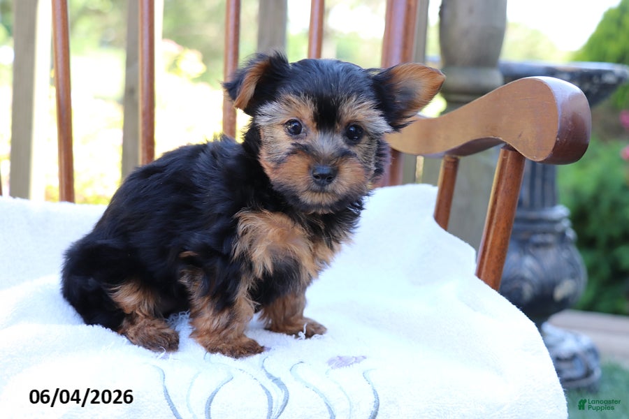 Yorkshire Terrier dogs for sale: Violet - Ad 3