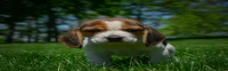 Beagle dogs for sale: Nico - Ad 3