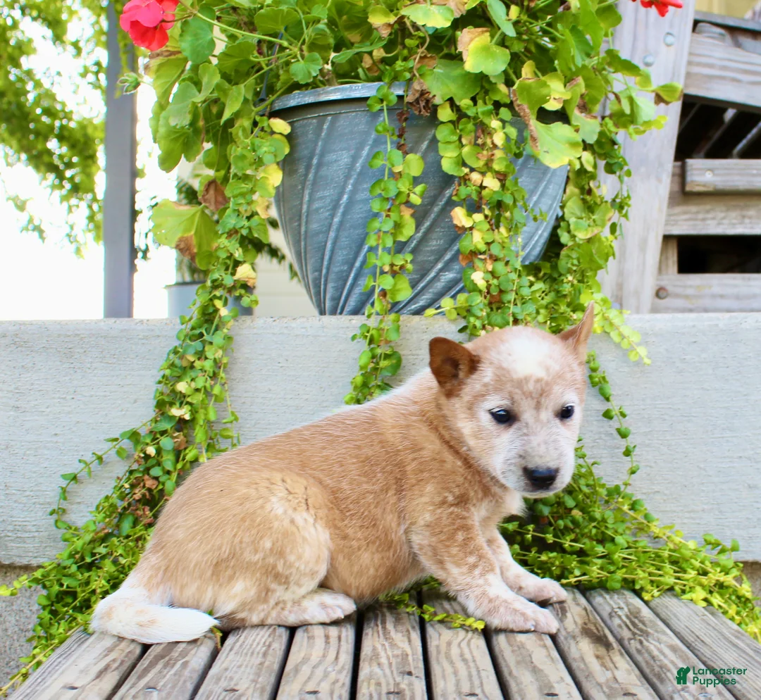 Australian Cattle Dog dogs for sale: Alice - Ad 6