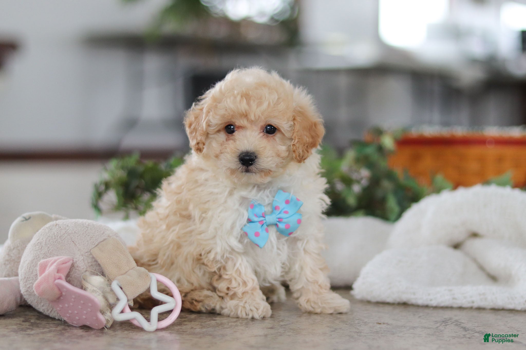 Maltipoo dogs Bodie - Ad 6