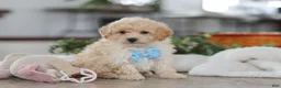 Maltipoo dogs for sale: Bodie - Ad 1