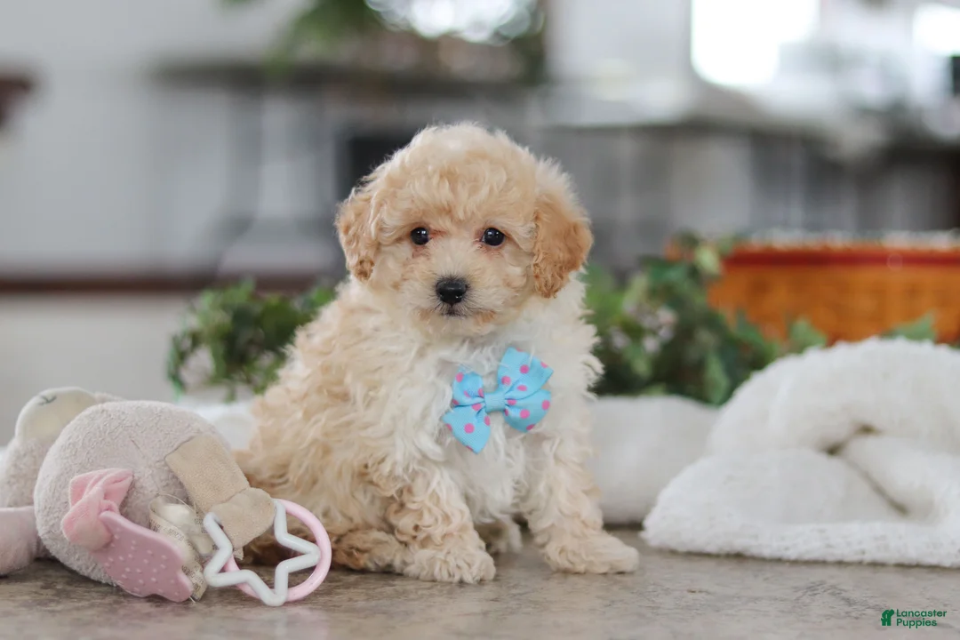 Maltipoo dogs for sale: Bodie - Ad 1