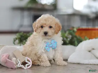 Maltipoo dogs Bodie - Ad 6