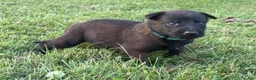 Belgian Malinois dogs for sale: Peter Parker (light blue) - Ad 7