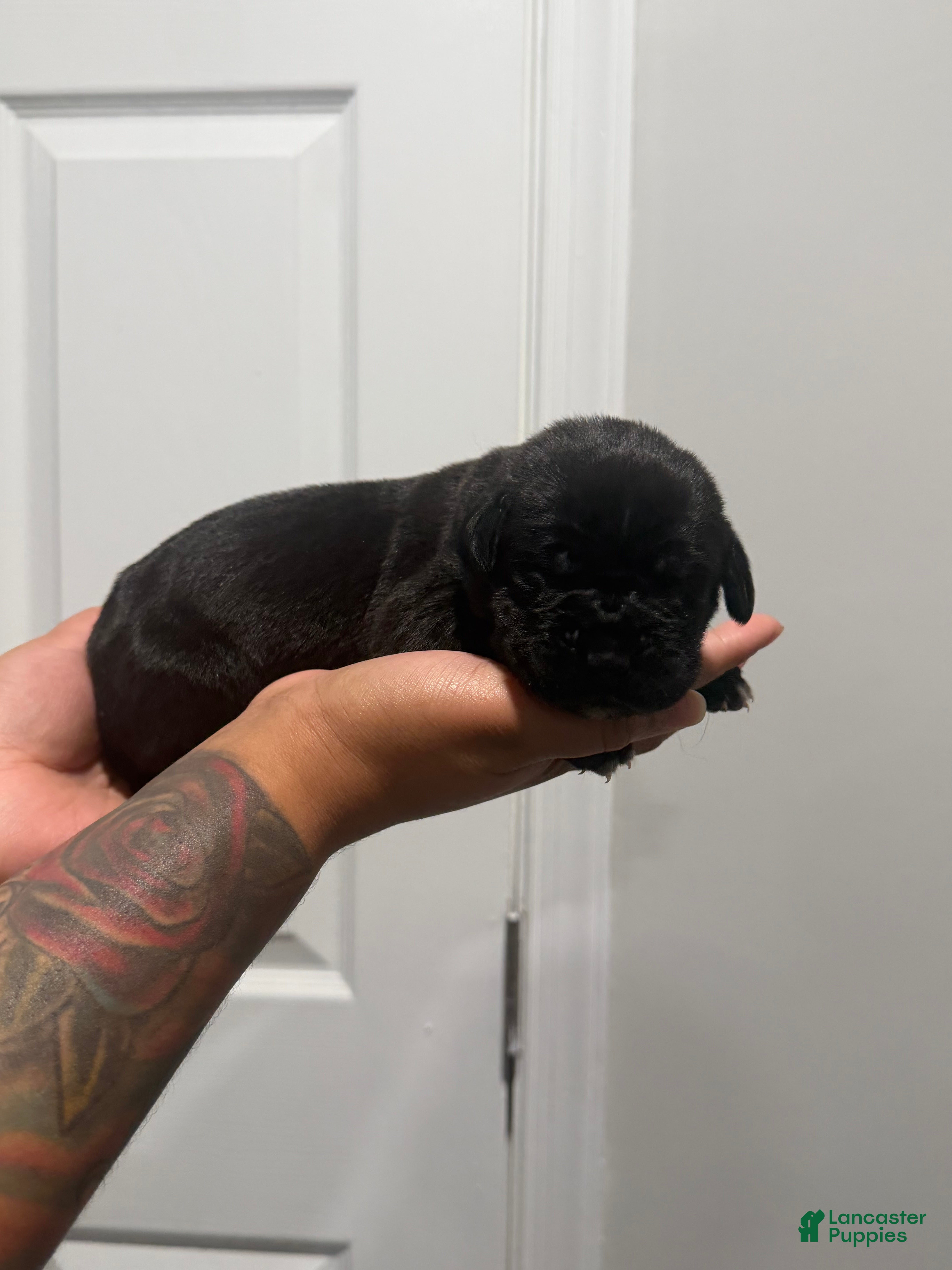 Cane Corso dogs for sale: Bane - Ad 3