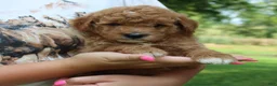 Mini Goldendoodle dogs for sale: Flyn - Ad 3