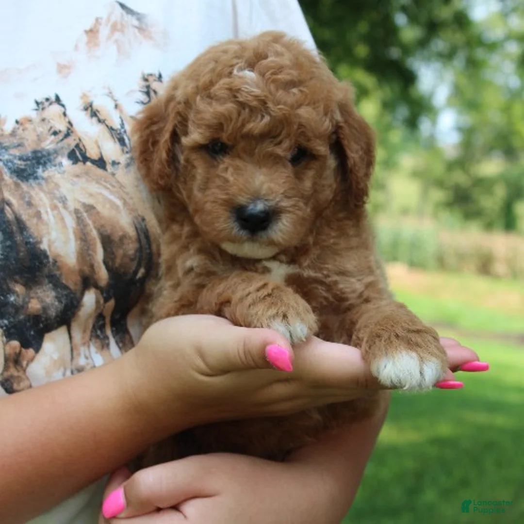 Mini Goldendoodle dogs for sale: Flyn - Ad 3