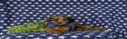 Cockapoo dogs for sale: Clark Hypoallergenic - Ad 8