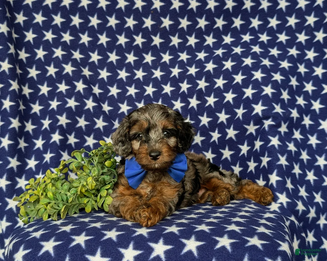 Cockapoo dogs for sale: Clark Hypoallergenic - Ad 8