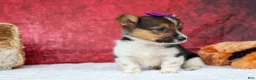 Welsh Corgi Pembroke dogs for sale: Abby🩷  - Ad 15
