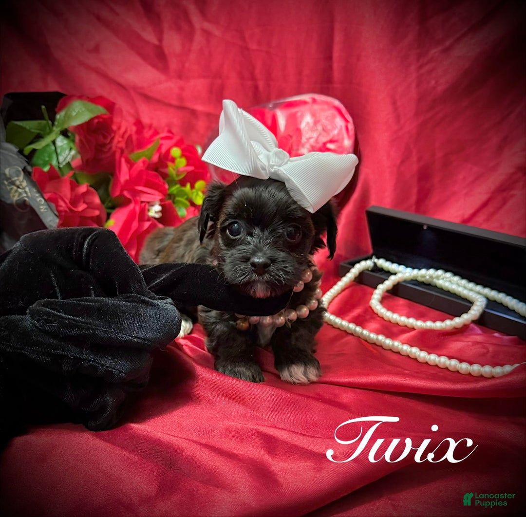 Yorkiepoo dogs for sale: Twix  - Ad 4