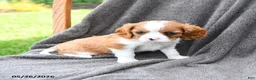 Cavalier King Charles Spaniel dogs for sale: Pepsi - Ad 3