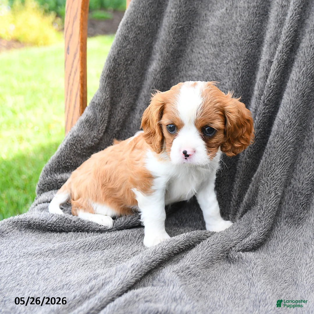 Cavalier King Charles Spaniel dogs for sale: Pepsi - Ad 3