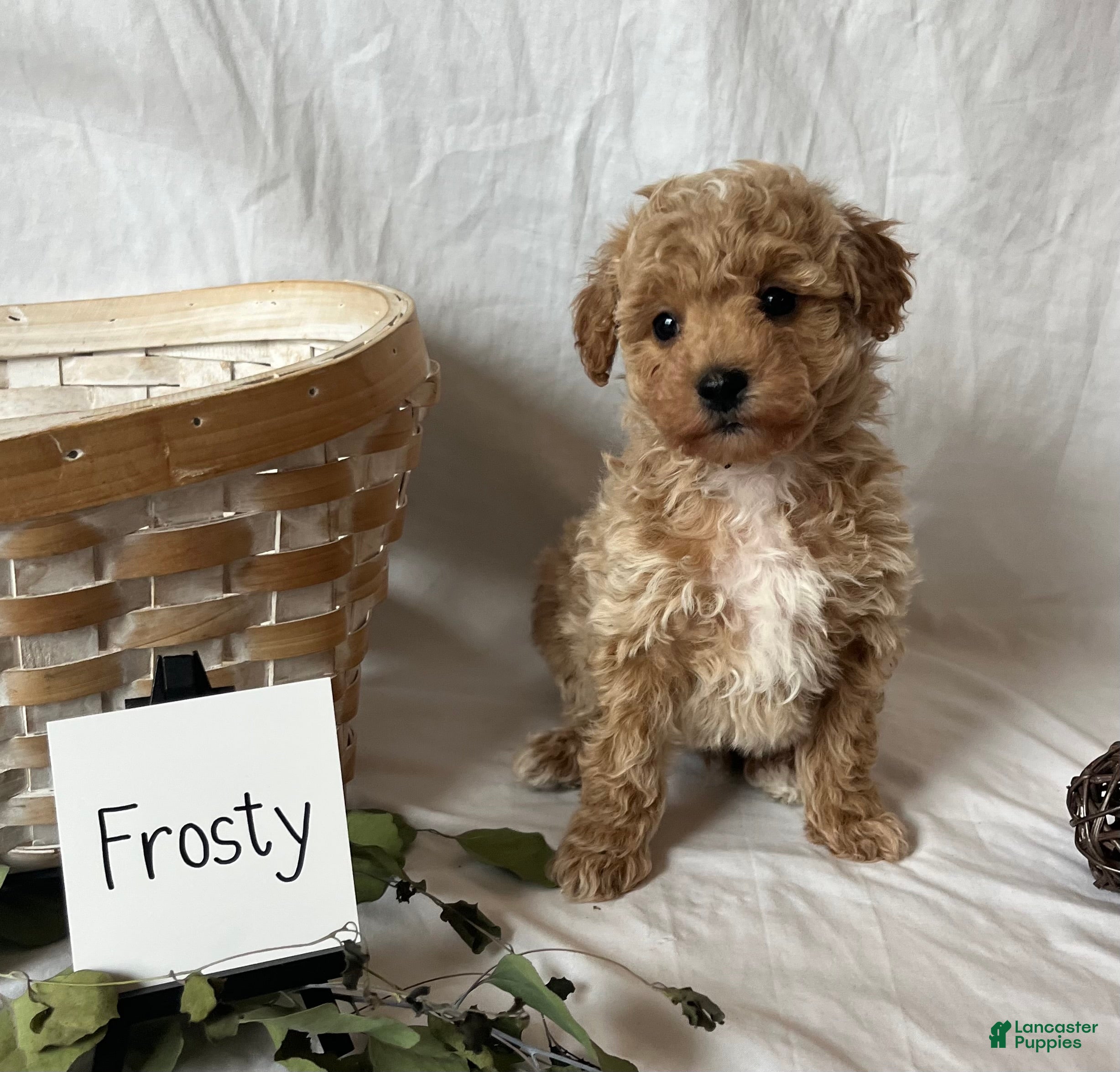 Maltipoo dogs Frosty - Ad 27