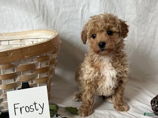 Maltipoo dogs Frosty - Ad 32