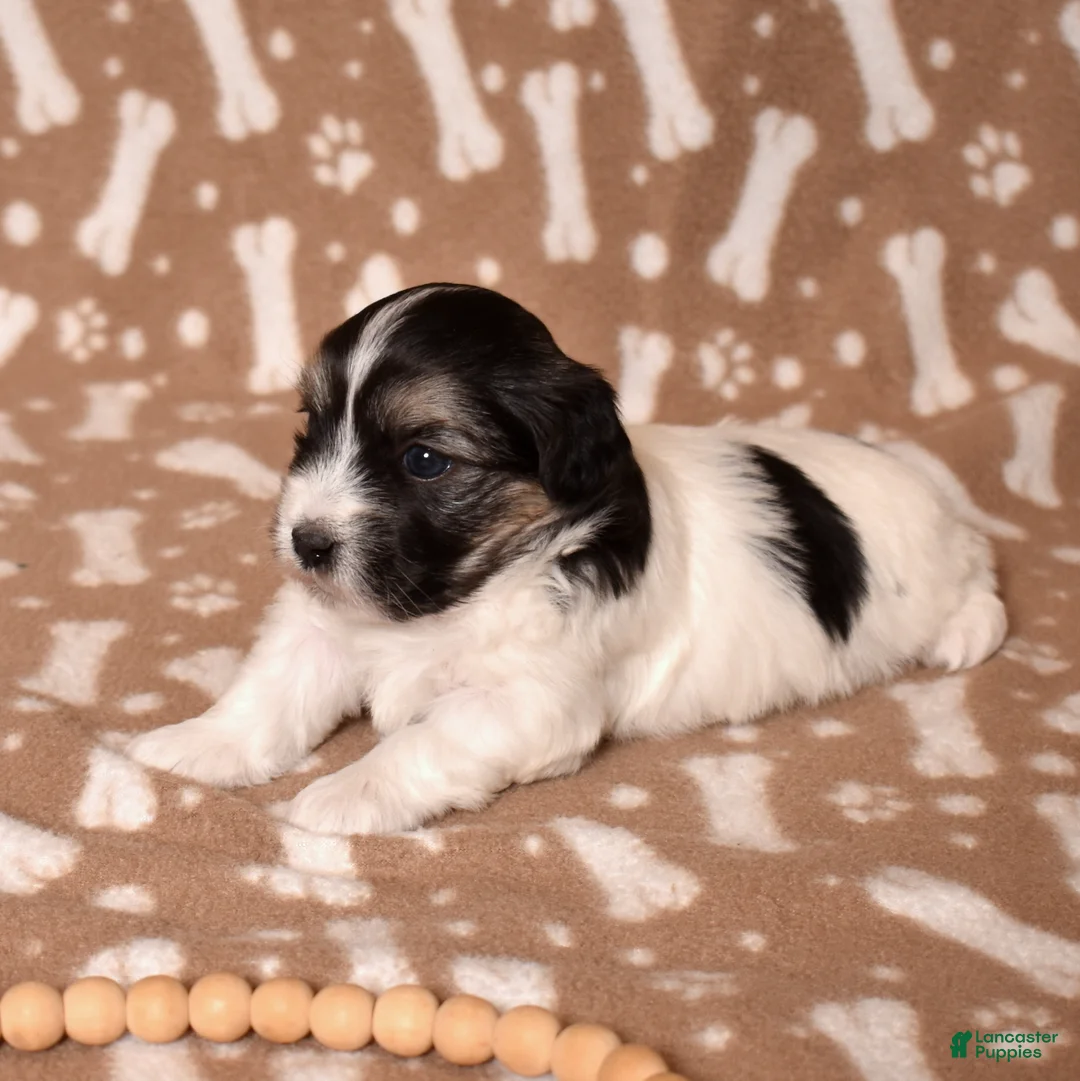 Coton De Tulear dogs for sale: Bear - Ad 6