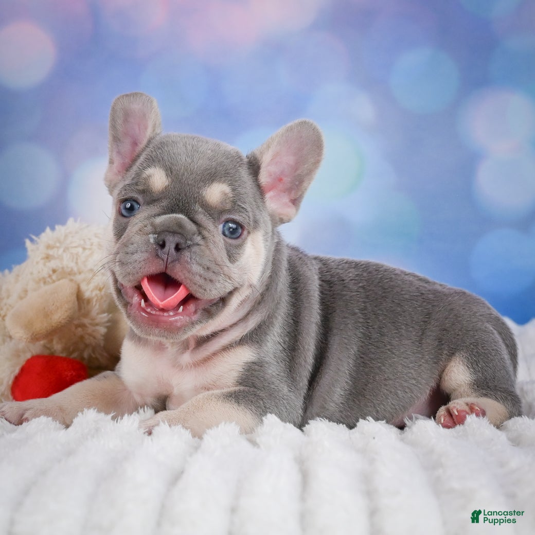French Bulldog dogs for sale: Cory - Ad 3