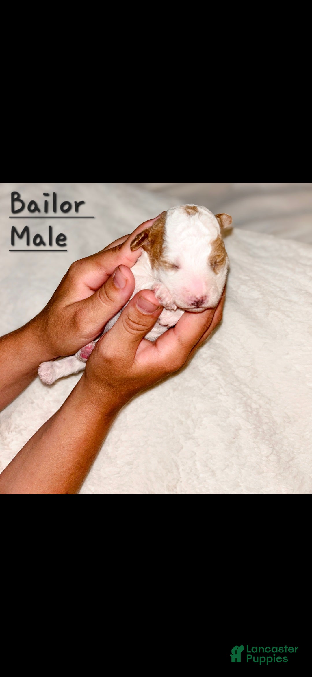 Mini Goldendoodle dogs for sale: Bailor - Ad 4