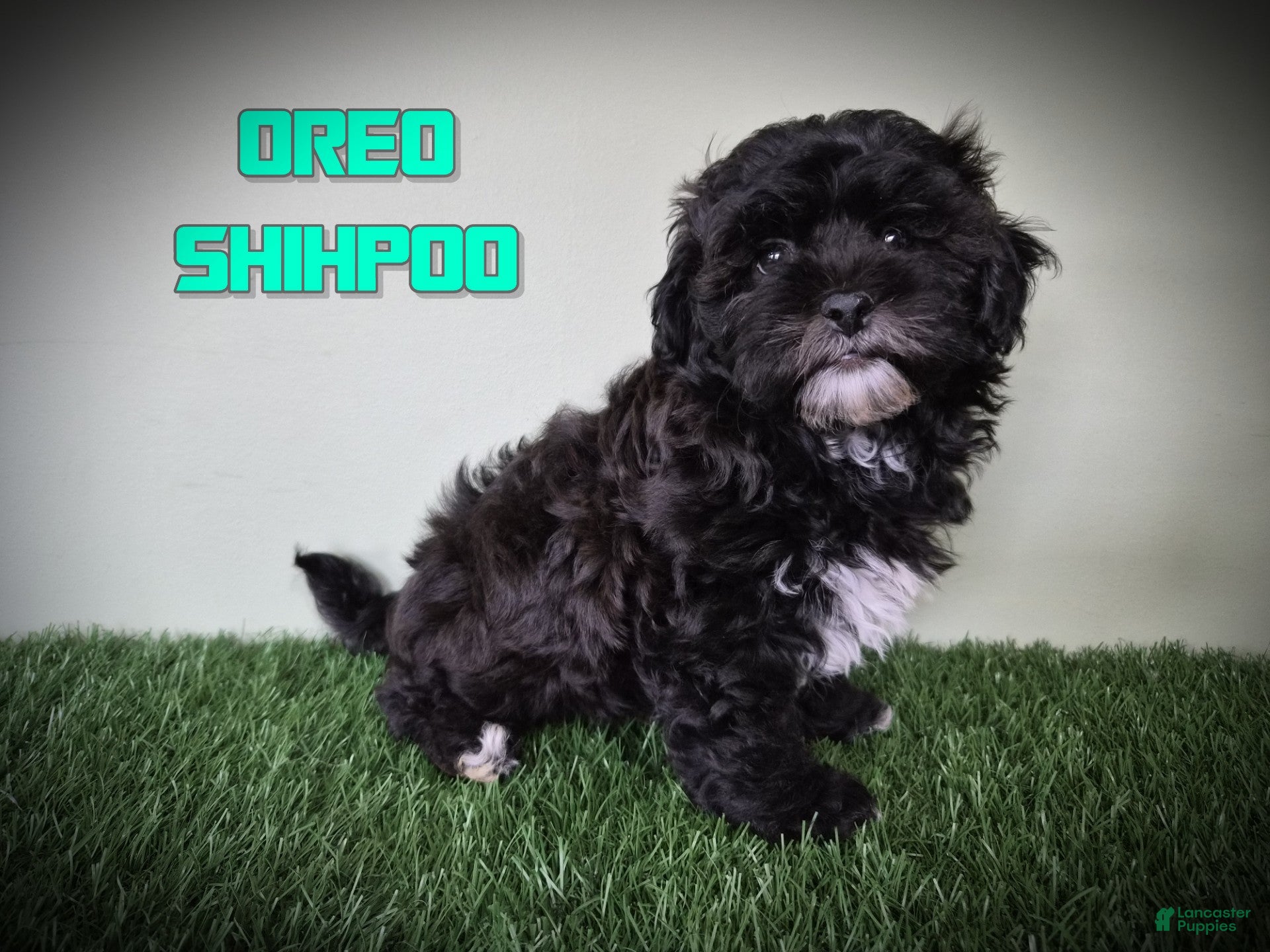 Shihpoo dogs Oreo - Ad 1
