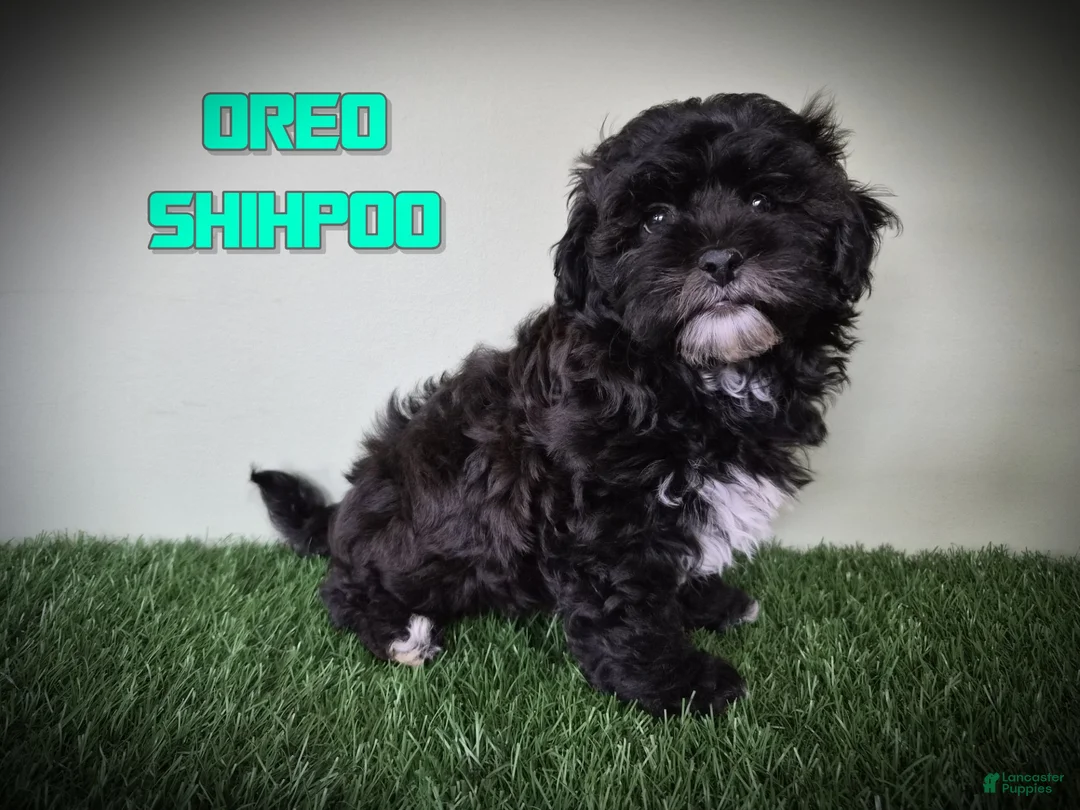 Shihpoo dogs for sale: Oreo - Ad 1