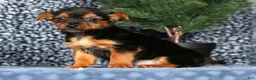 Yorkshire Terrier dogs for sale: Kenny - Ad 4