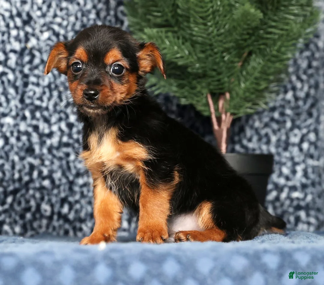 Yorkshire Terrier dogs for sale: Kenny - Ad 4