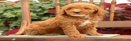 Miniature Poodle dogs for sale: Tommy - Ad 5