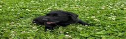Labrador Retriever dogs for sale: Roxy - Ad 4