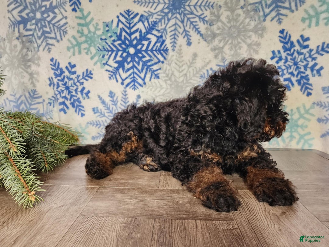 Mini Bernedoodle dogs for sale: Klaus - Ad 9