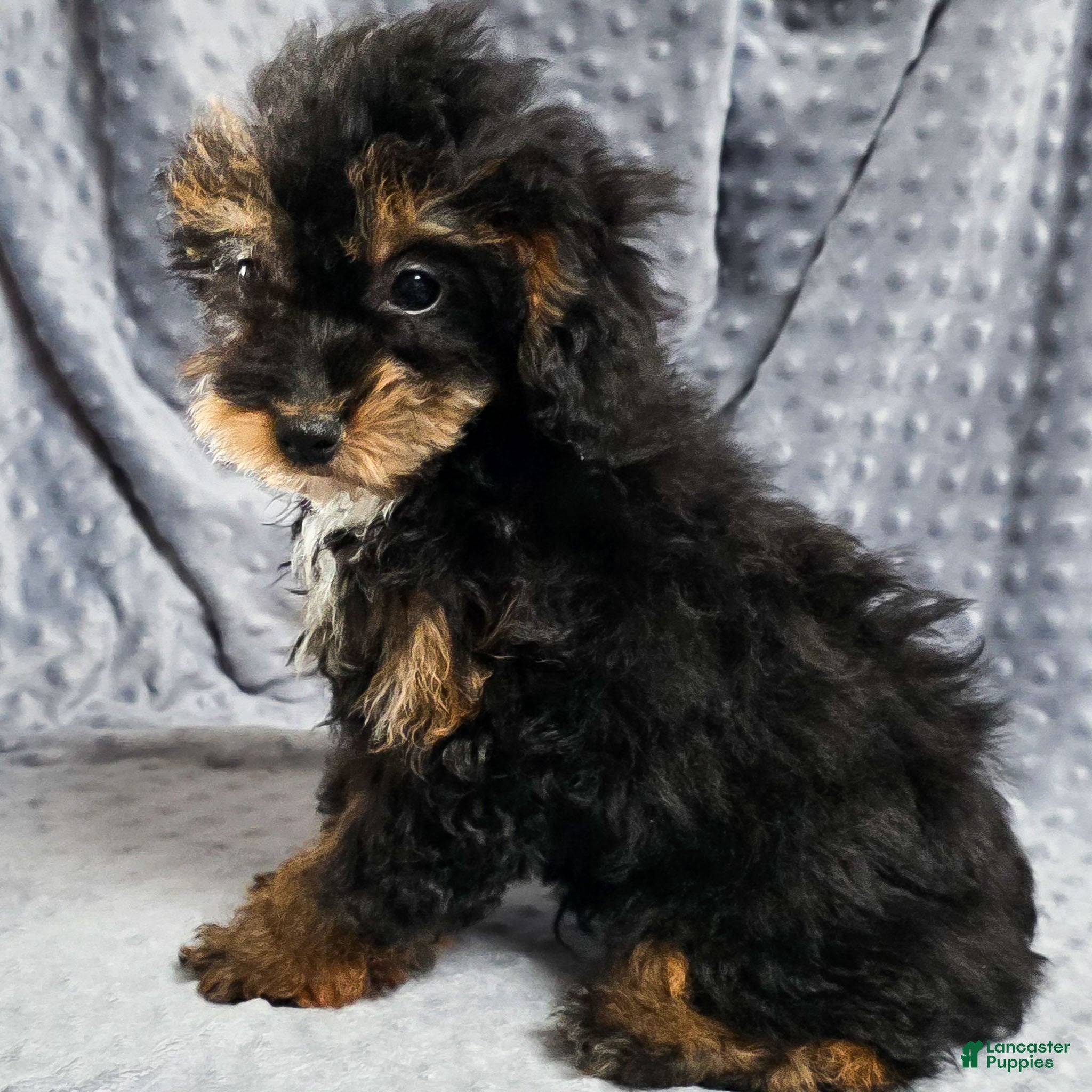 Mixed Breed dogs Davis - Ad 2