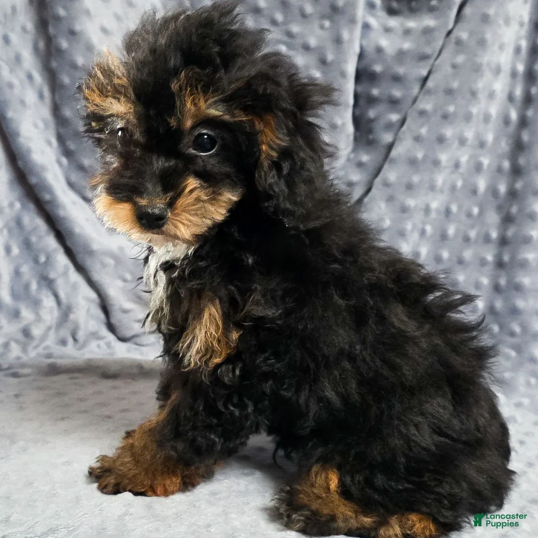 Mixed Breed dogs for sale: Davis - Ad 2