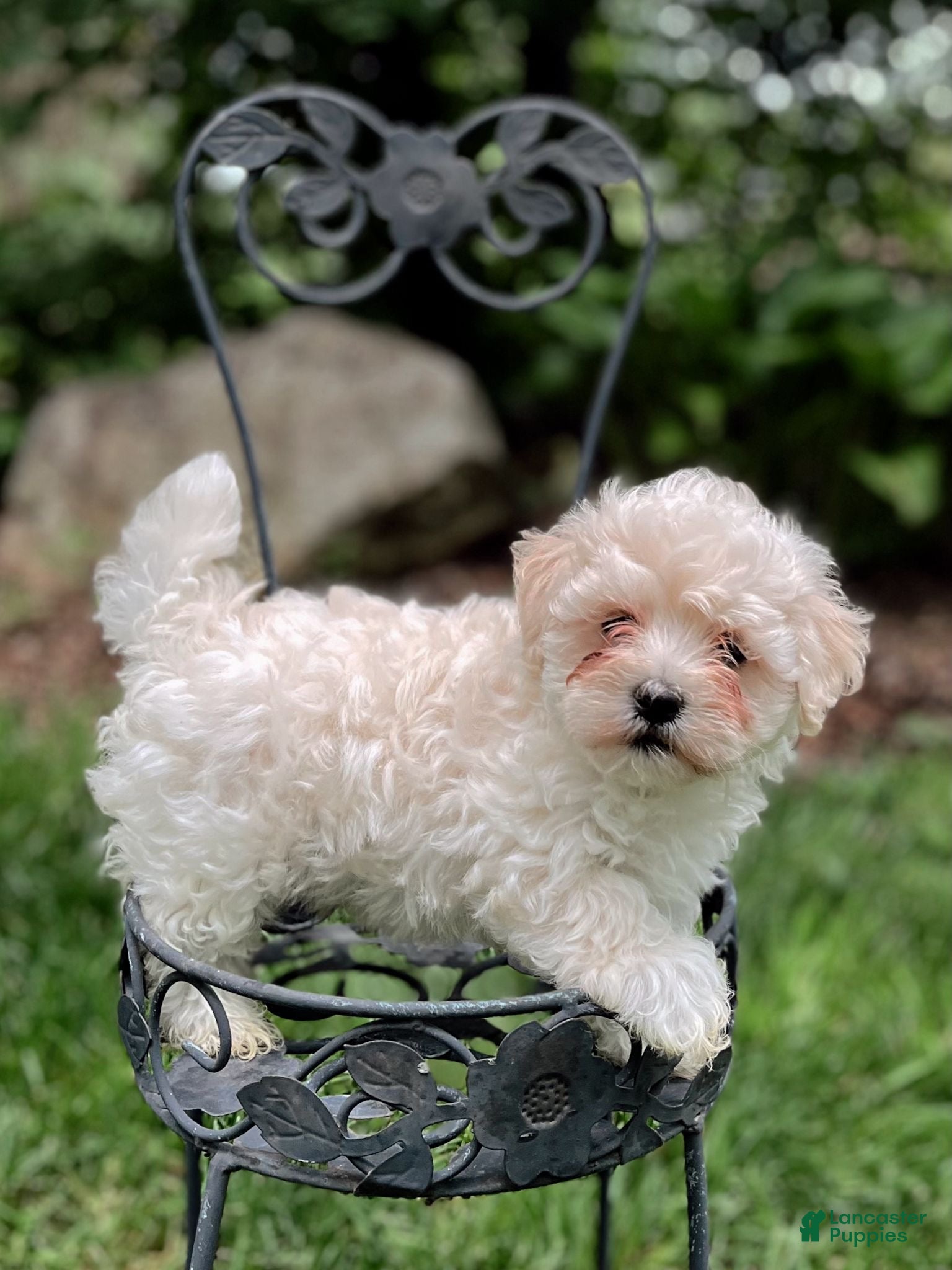 Maltipoo Puppy 1