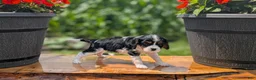 Cavalier King Charles Spaniel dogs for sale: Ivy - Ad 4