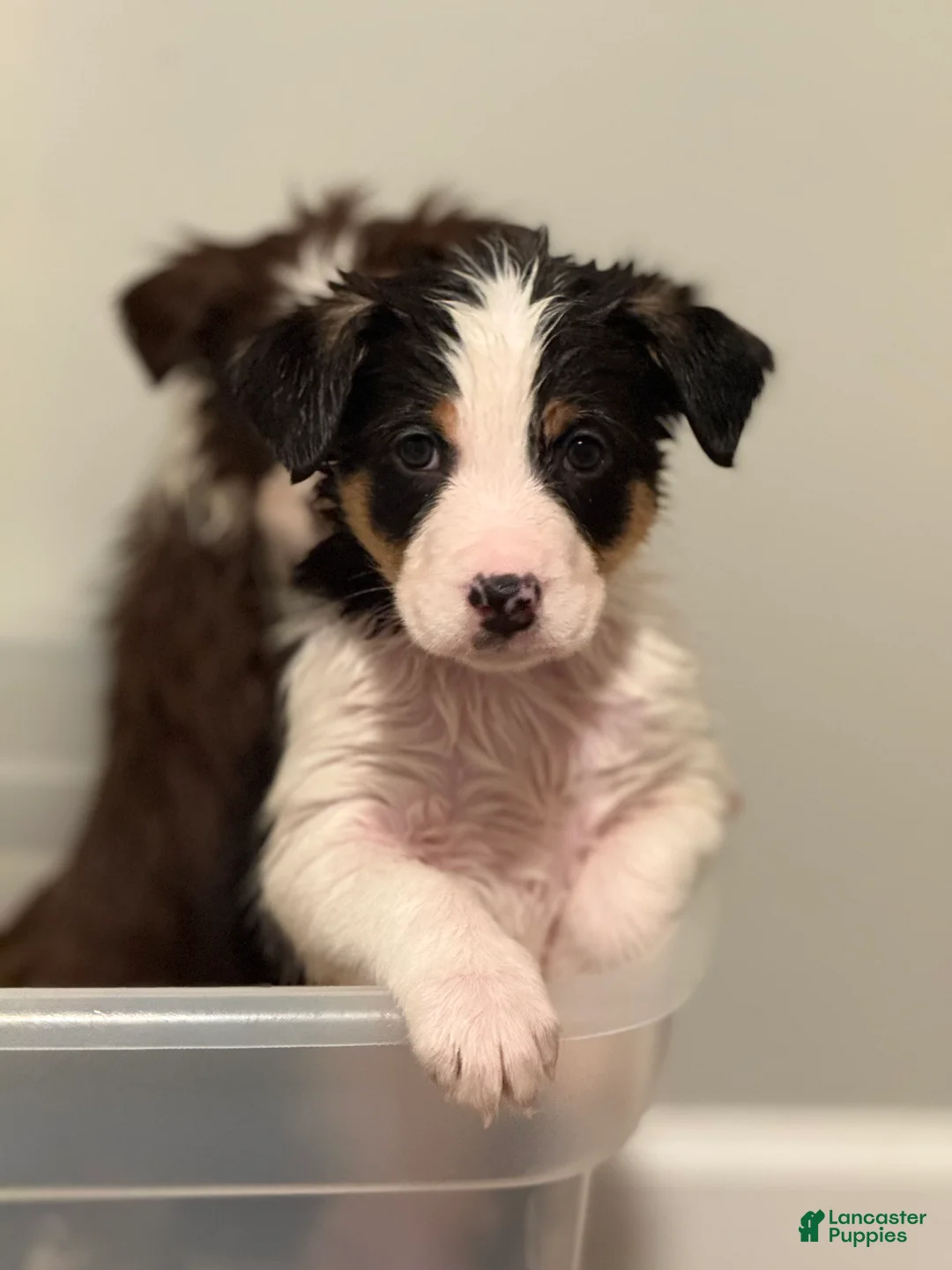 Border Collie dogs for sale: Remy   - Ad 4