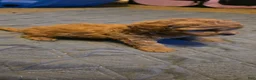 Mini Goldendoodle dogs for sale: Rocco  - Ad 5
