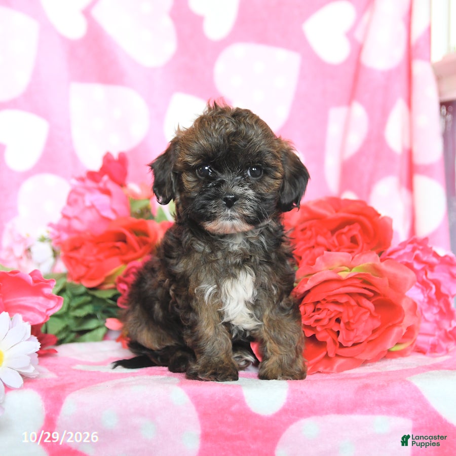 Shihpoo dogs for sale: Foxy - Ad 1