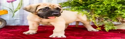 English Mastiff dogs for sale: Morley - Ad 1