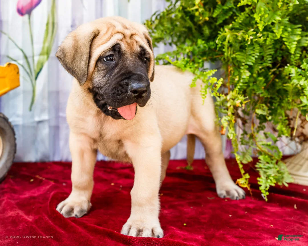 English Mastiff dogs for sale: Morley - Ad 1