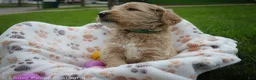 Goldendoodle dogs for sale: Mr Green - Ad 6
