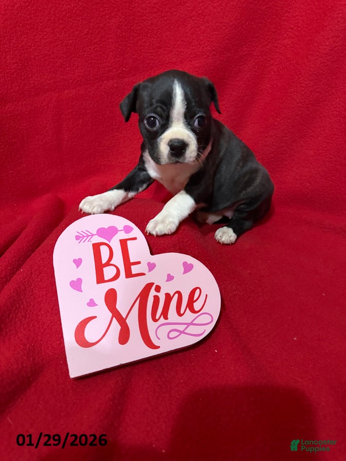 Boston Terrier dogs Harper - Ad 2