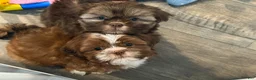 Shih Tzu dogs for sale: Yoshi - Ad 6
