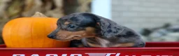 Miniature Dachshund dogs for sale:  Zino 🐕 - Ad 25