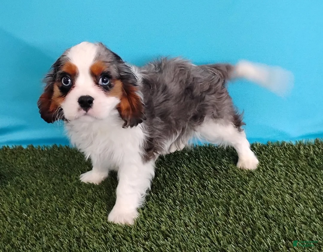 Cavalier King Charles Spaniel dogs for sale: Paxton - Ad 2