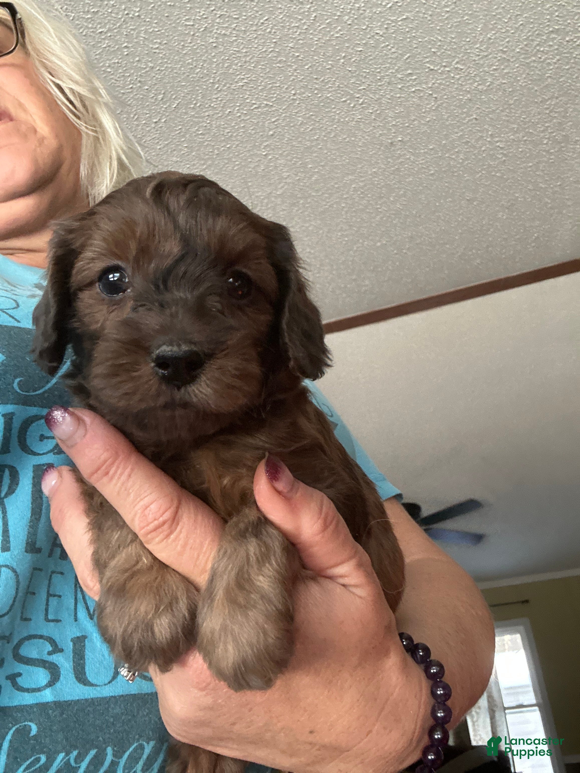 Mini Goldendoodle dogs Chilli - Ad 4